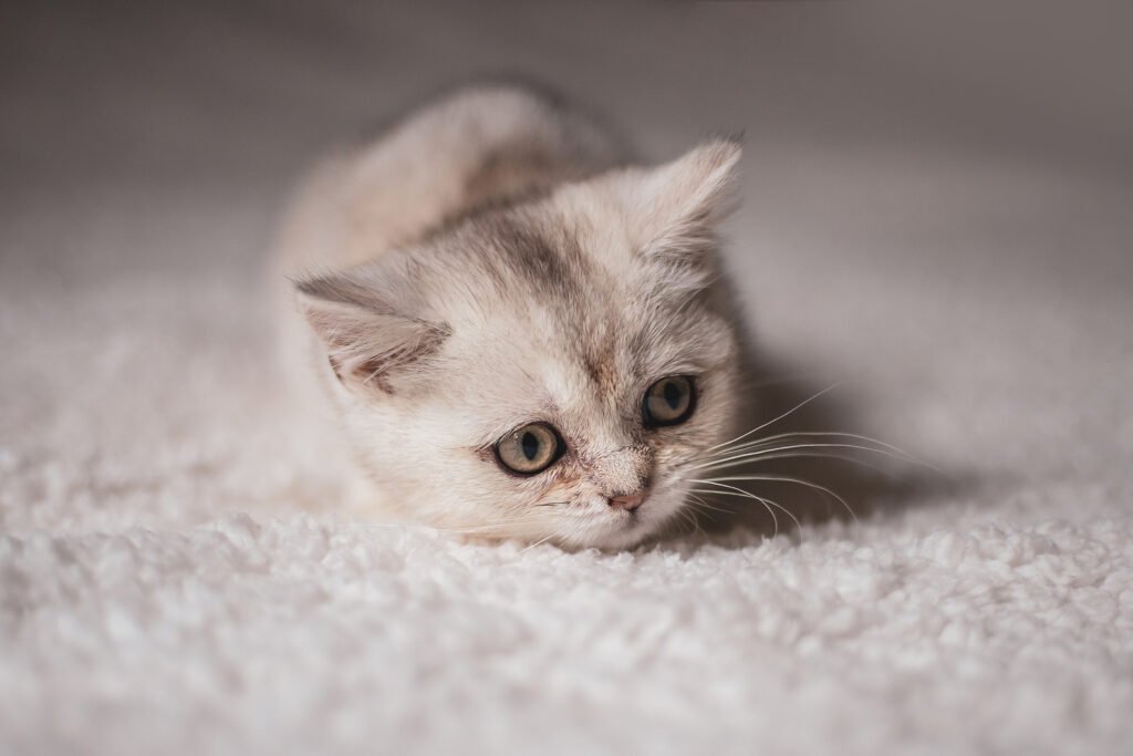 british-longhair-for-sale