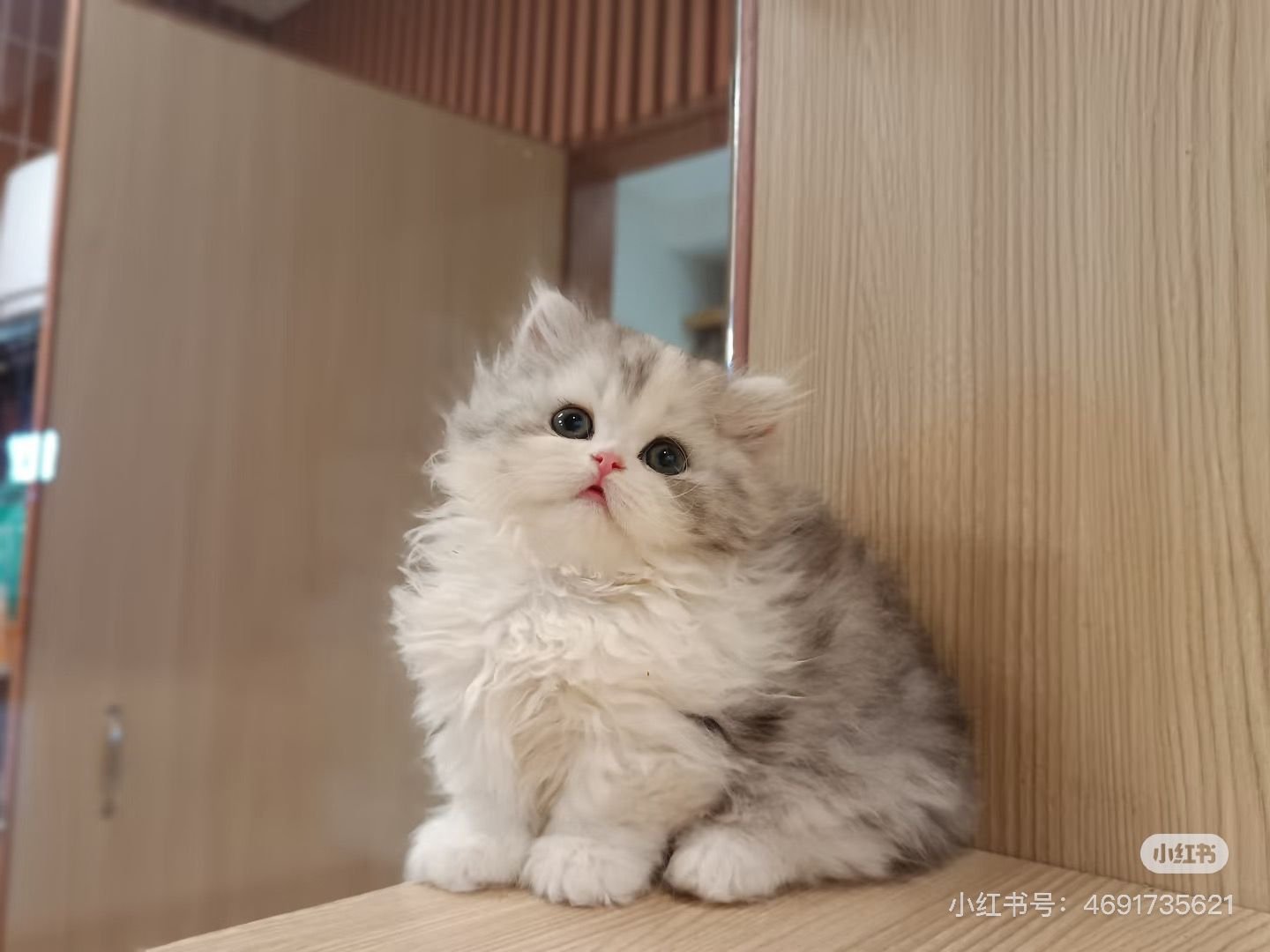Munchkin kitten playing - Ximeow Cattery Singapore