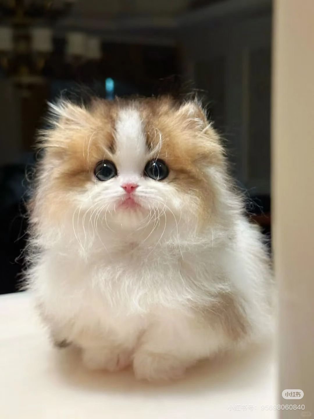 Active Munchkin kitten playing - Ximeow