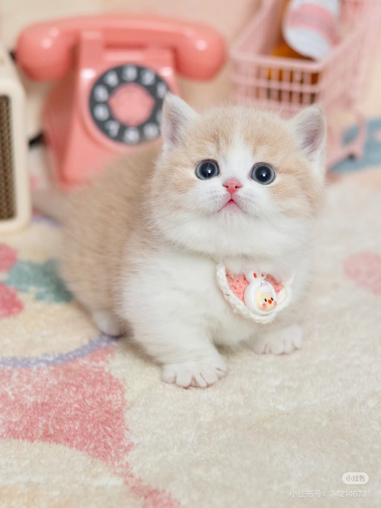 Munchkin cat grooming - Ximeow Singapore