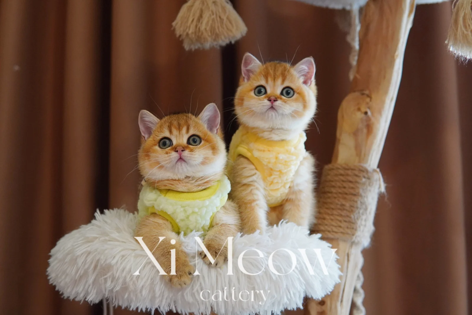 xi-meow-blog-1