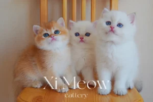 Xi-meow-cattery-blog