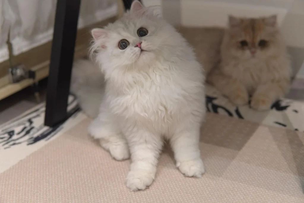 british-longhair-breeder