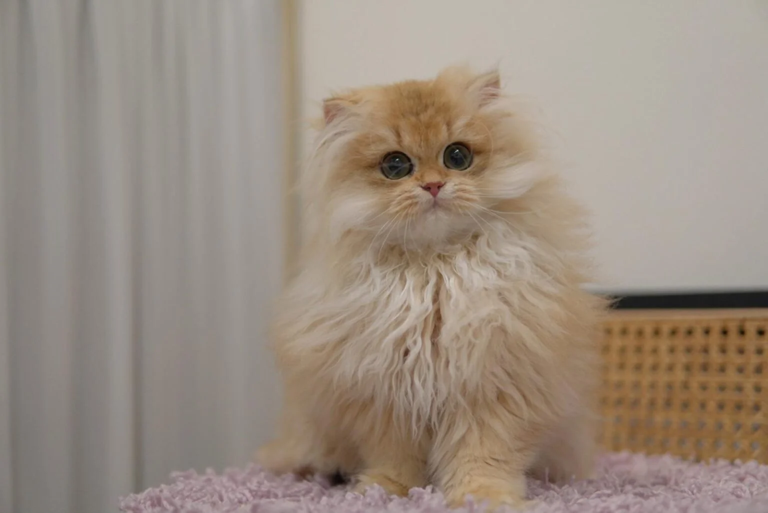 british-longhair-breeder-in-singapore
