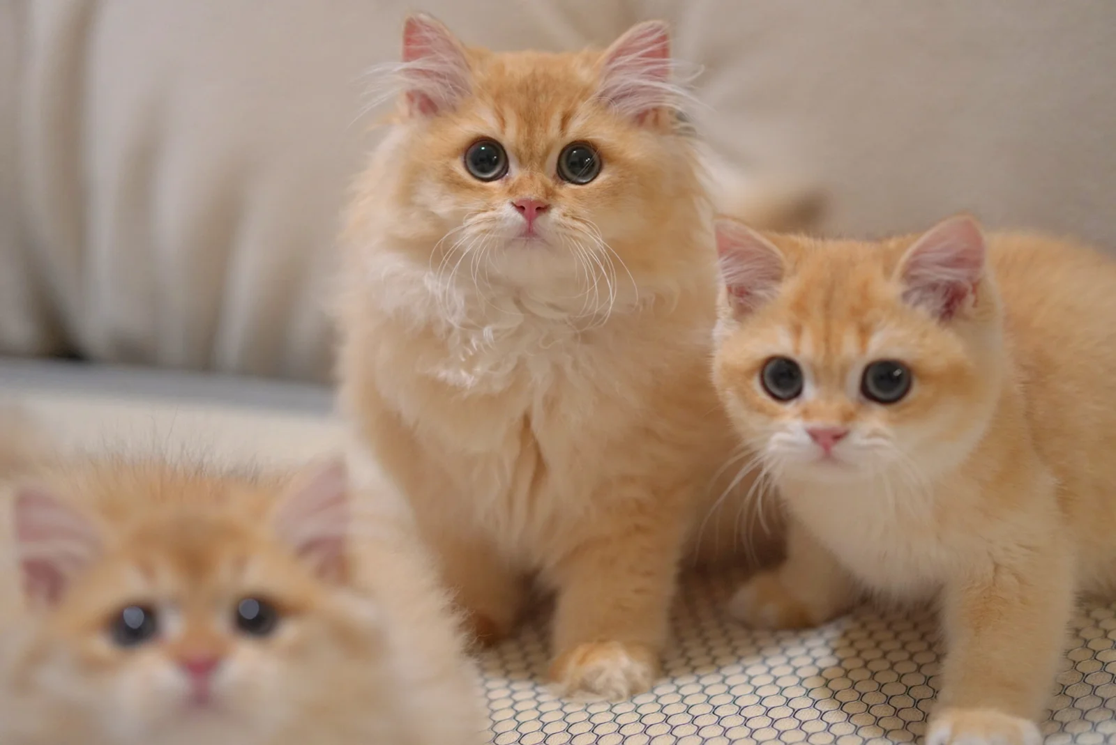 british-longhair-for-sale-singapore