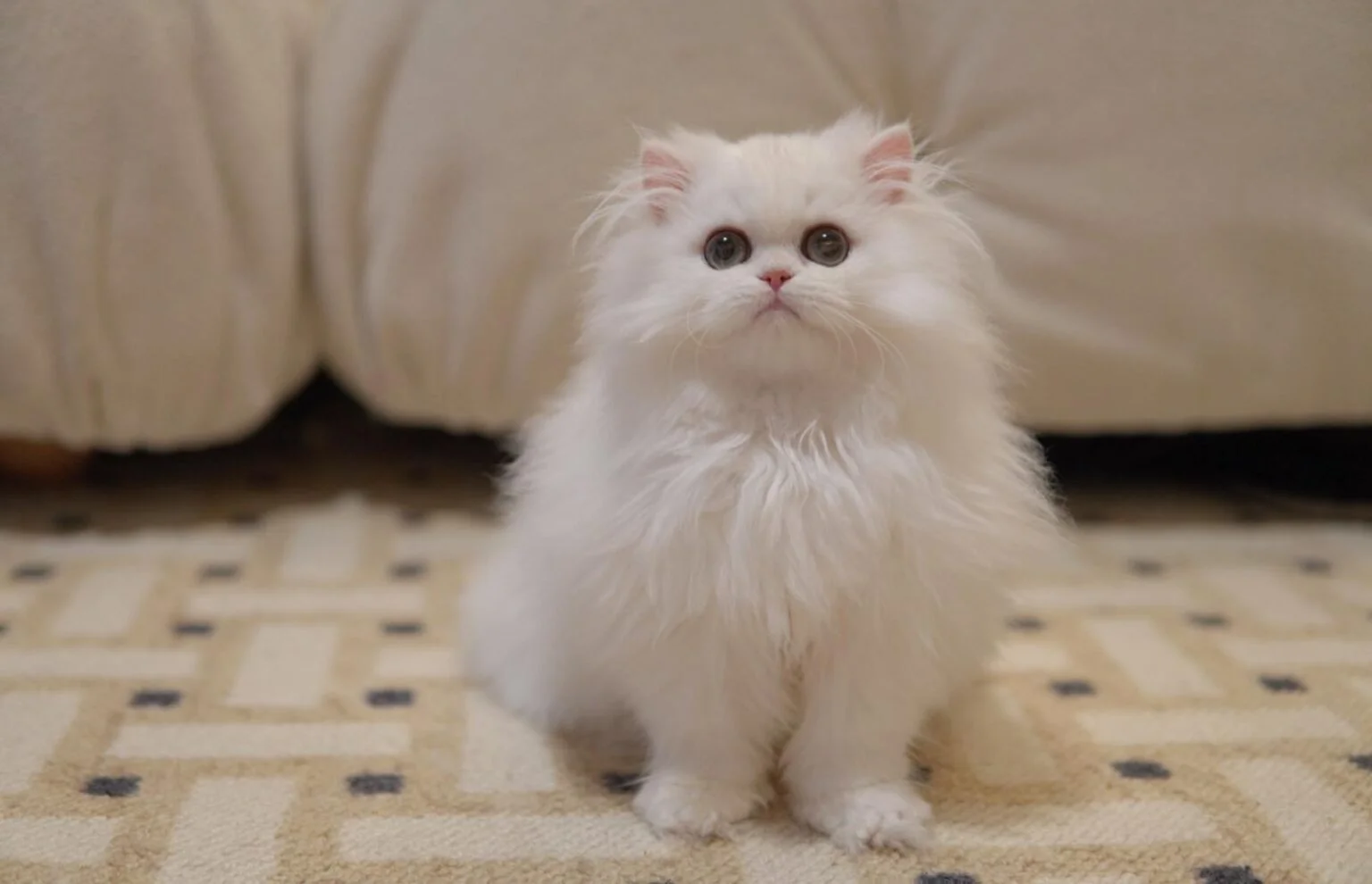 British Longhair cat in a Singapore home - Ximeow Cattery