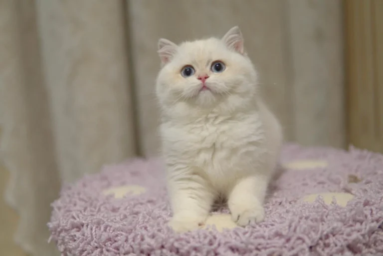 british-shorthair-breeder-singapore