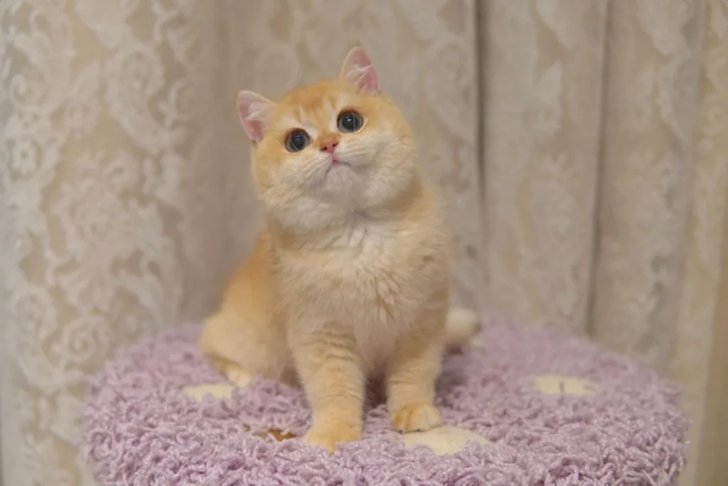british-shorthair-for-sale-singapore