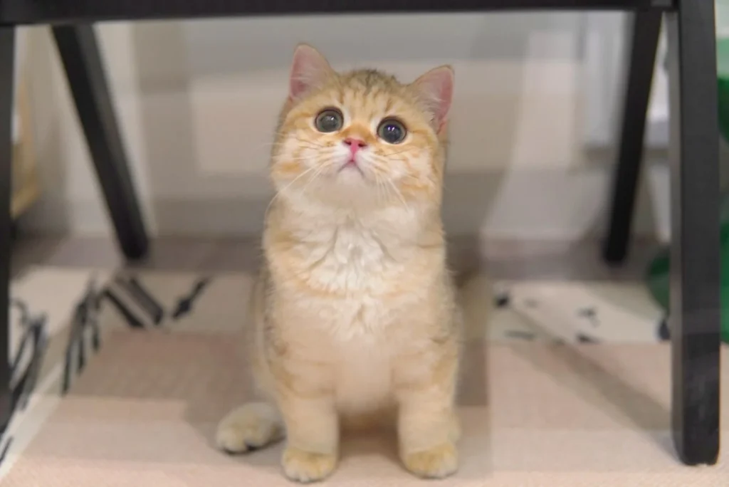 british-shorthair-singapore