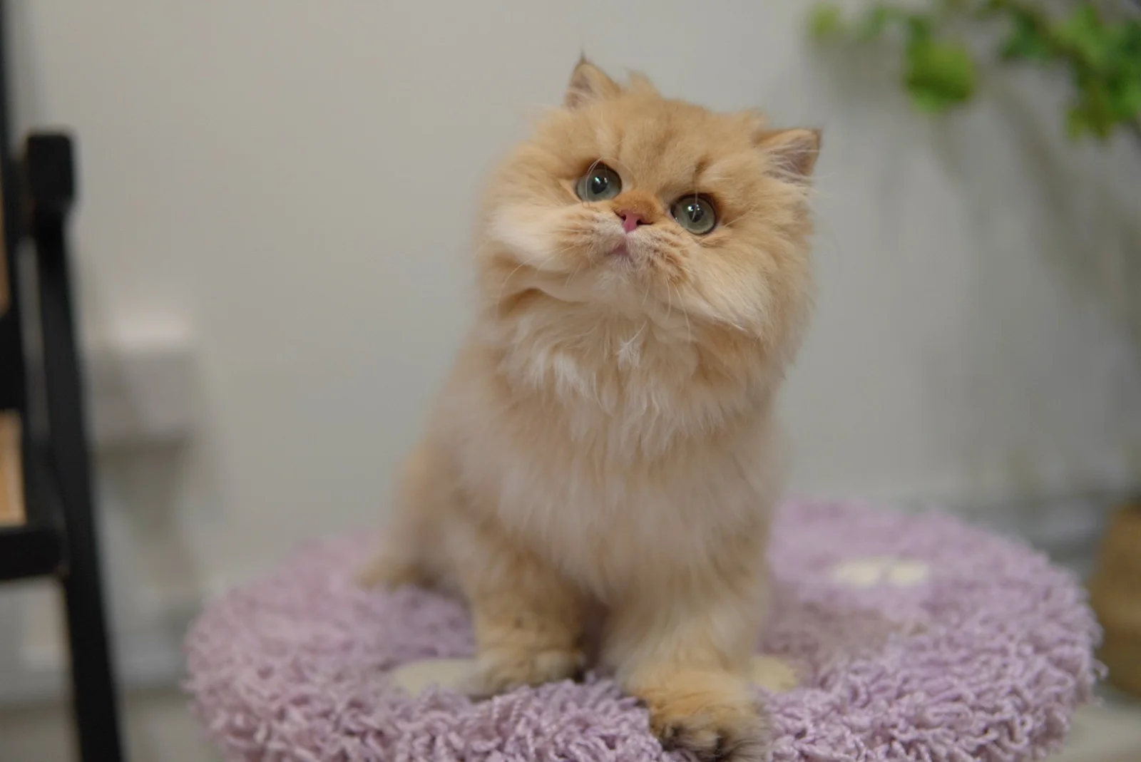 Misty grey British Longhair kitten with a soft plush coat - Ximeow Cattery Singapore