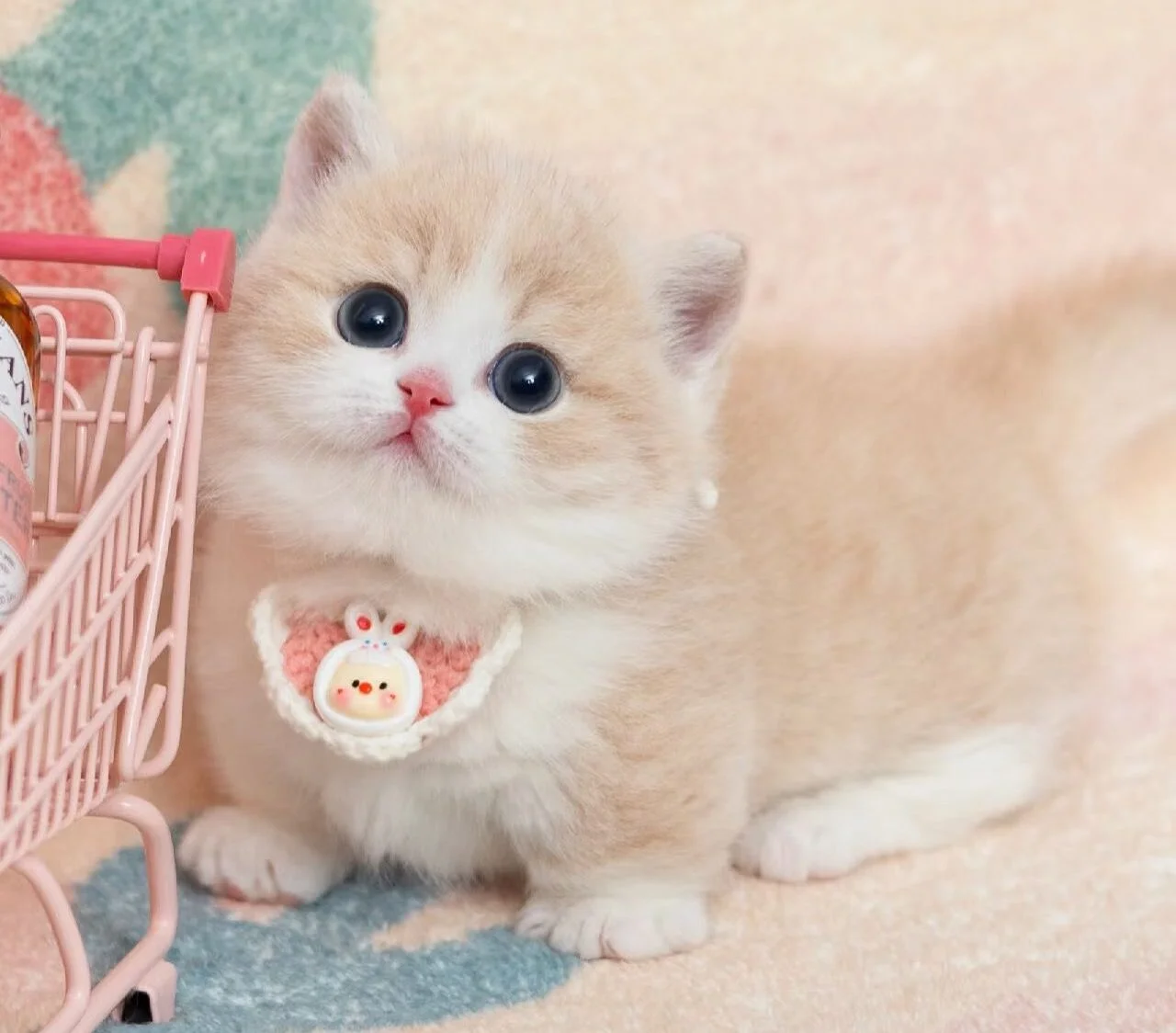 Munchkin kittens for sale Singapore - Ximeow