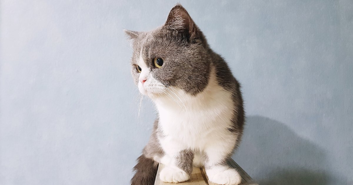 Understanding Your Kitten's First Year of Health Needs