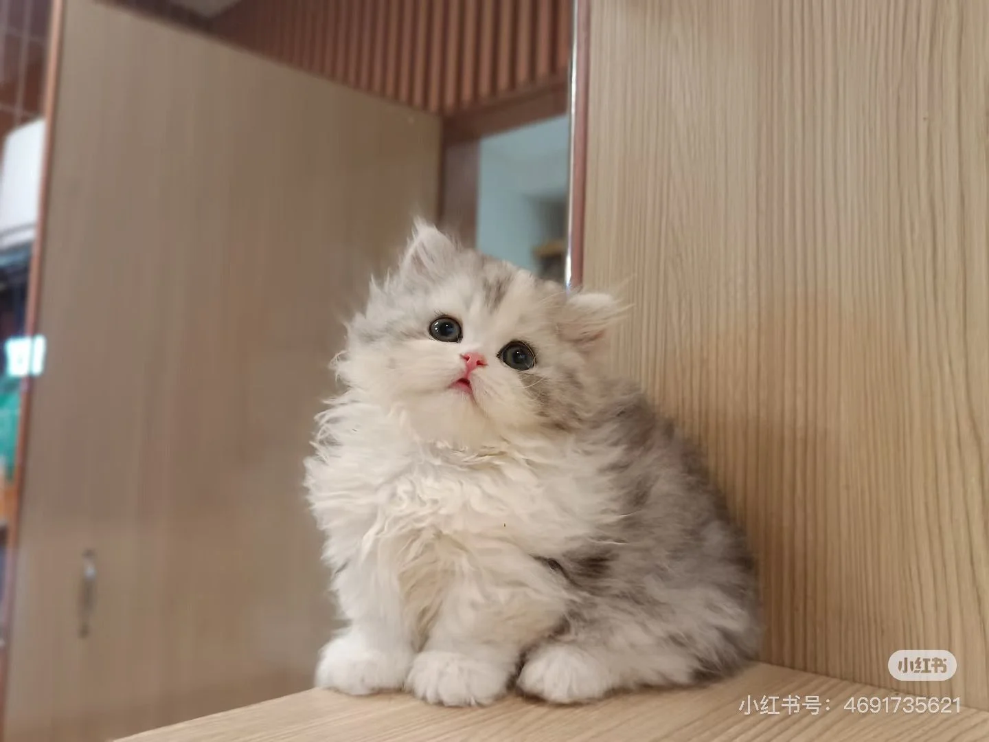 ximeow-munchkin-for-sale-singapore