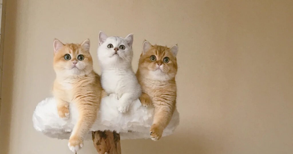 Do Cats Get Separation Anxiety? The Signs & Solutions