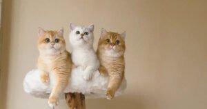 Do Cats Get Separation Anxiety? The Signs & Solutions