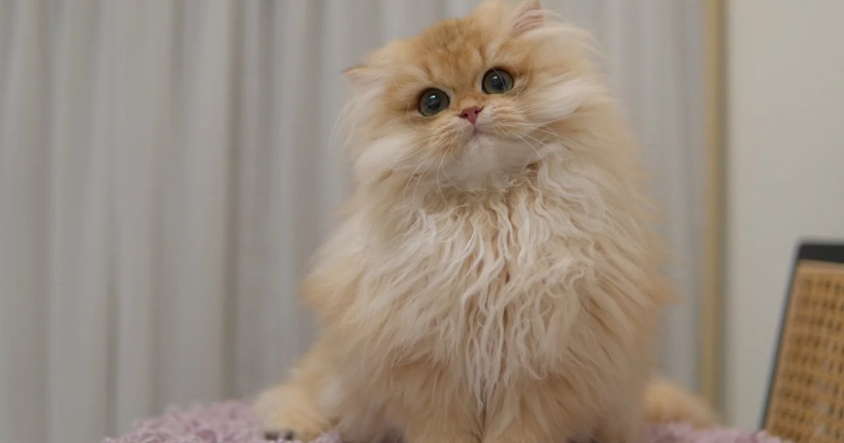 Grooming Long-Haired Cats: Best Tools & Techniques