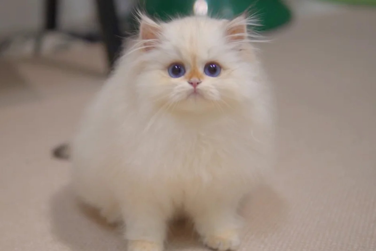 More than just grooming—overall care