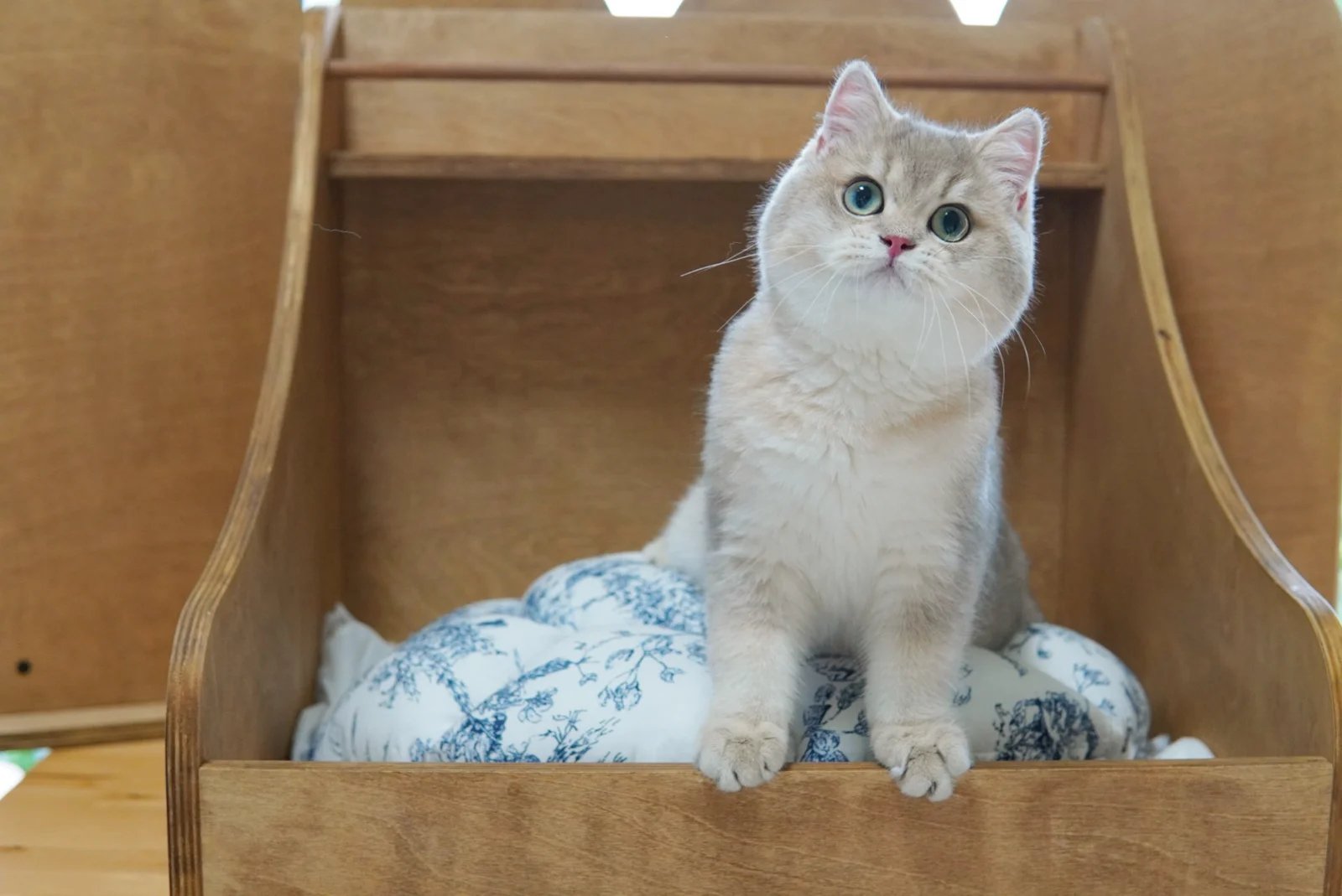 Signs your cat might be missing you