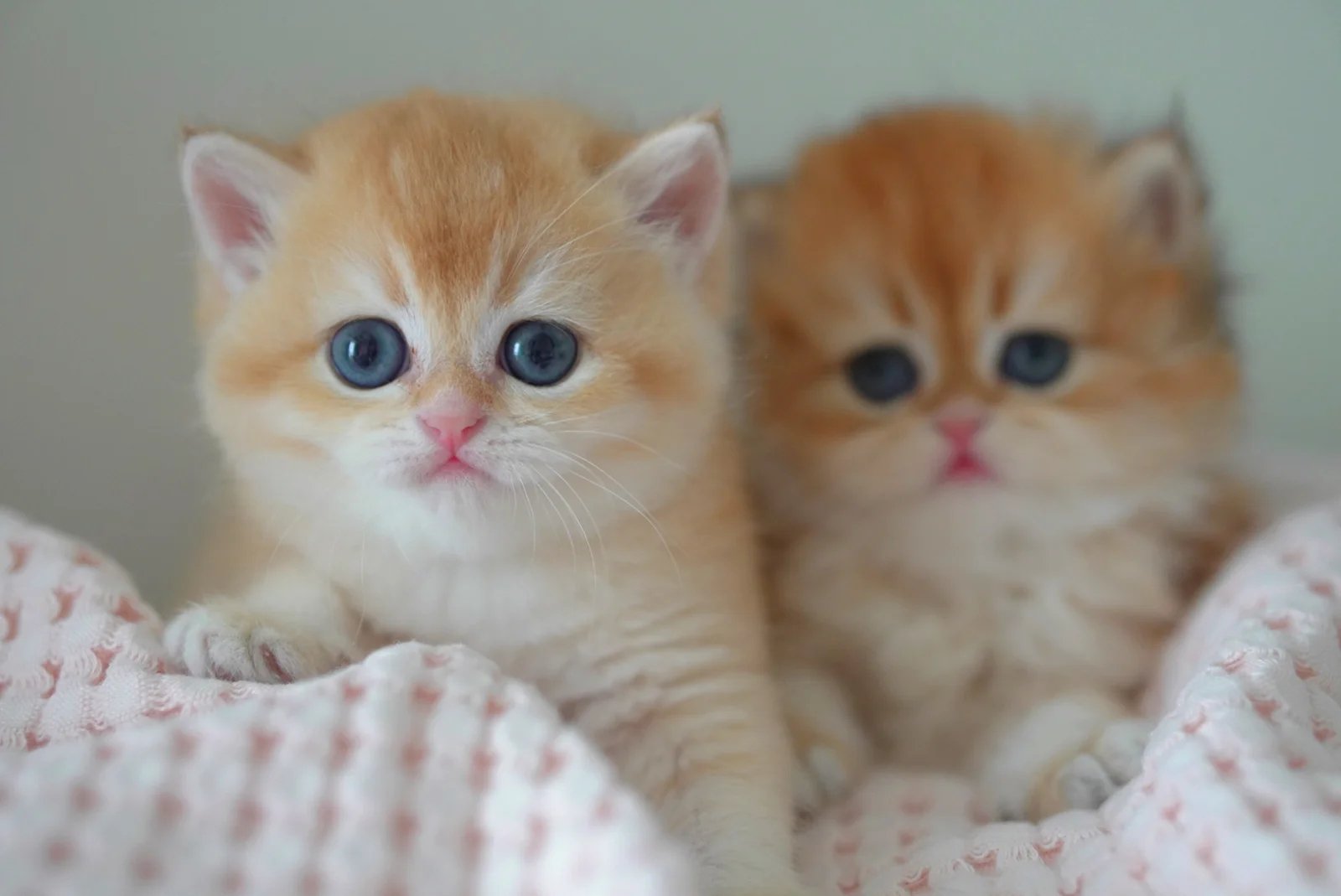 Add natural fibre to your cat’s diet