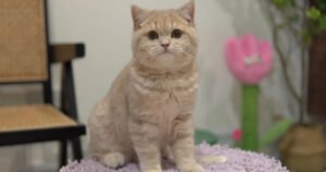 Dealing with Hairballs Naturally: The 5 Tips That Work