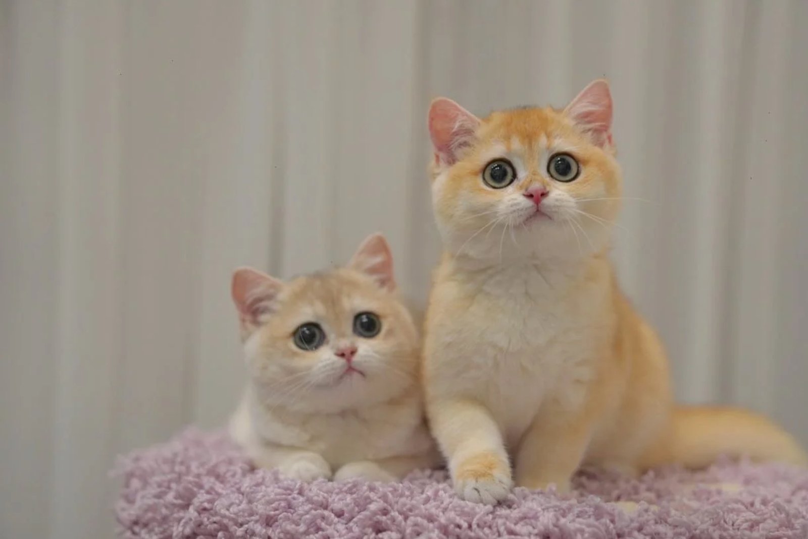 Keep your cat active and stress-free