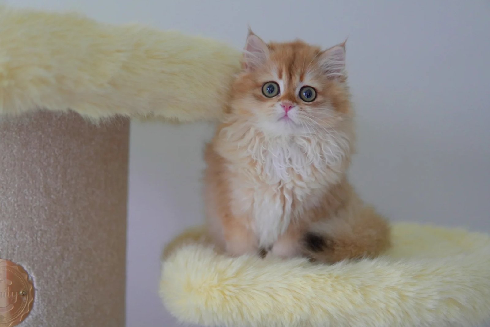 Litter box problems are more than just mess