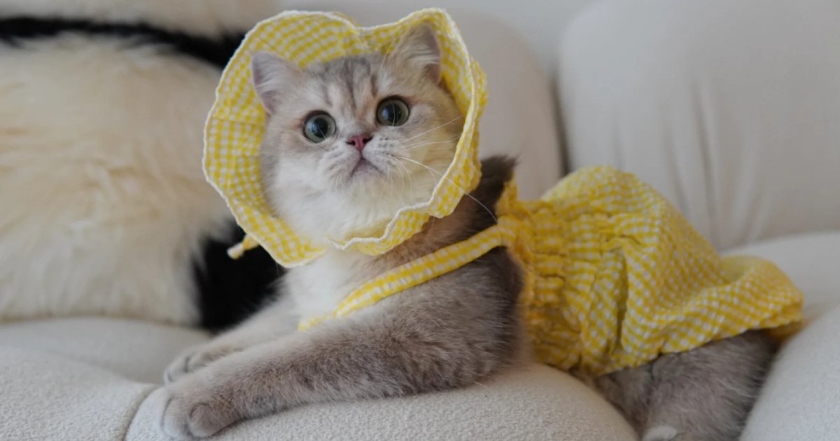 What’s Bothering Your Cat? Surprising Causes of Frustration