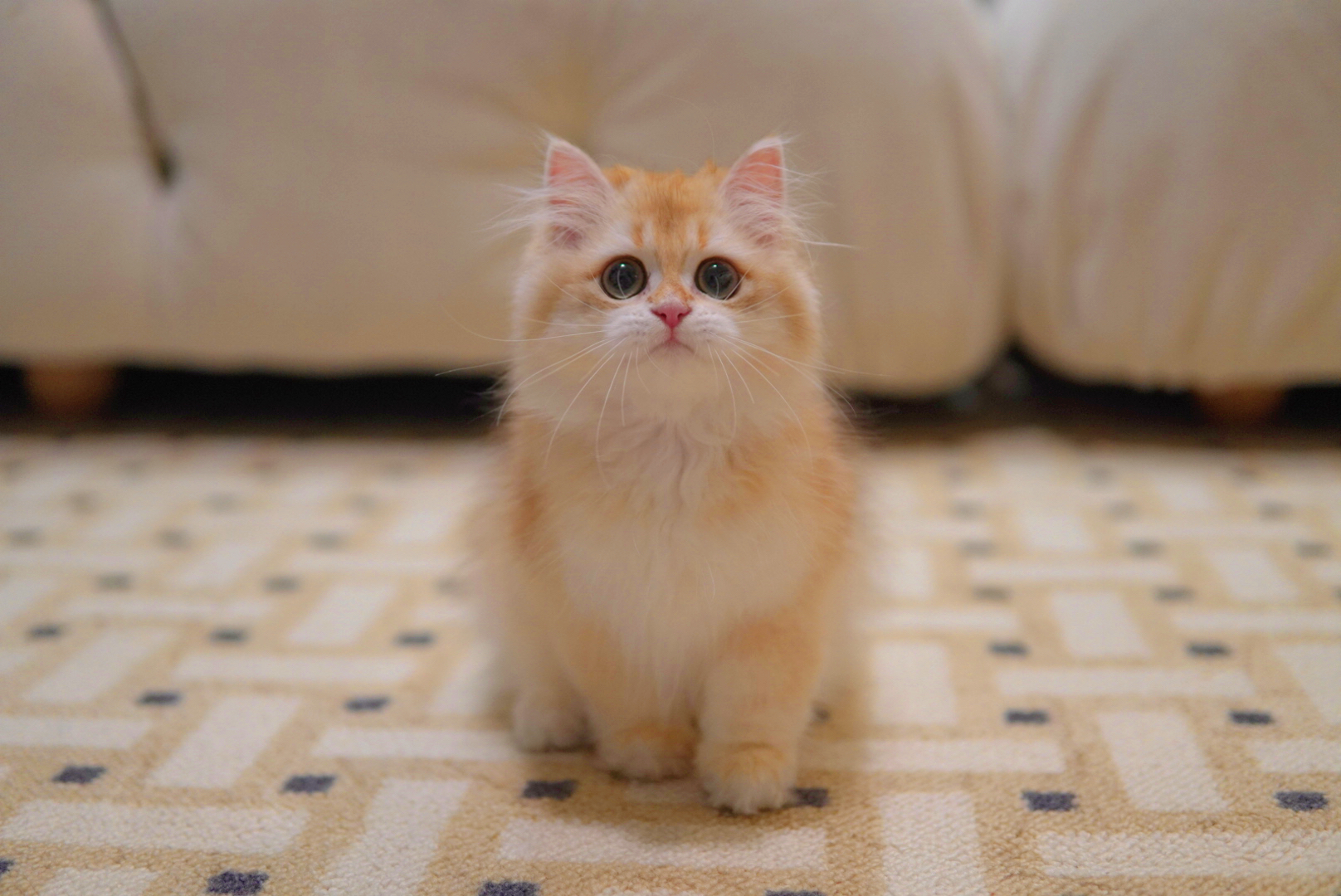 Fluffy golden British Longhair kitten with a full ruff inherited from Persian ancestry - Ximeow Cattery Singapore