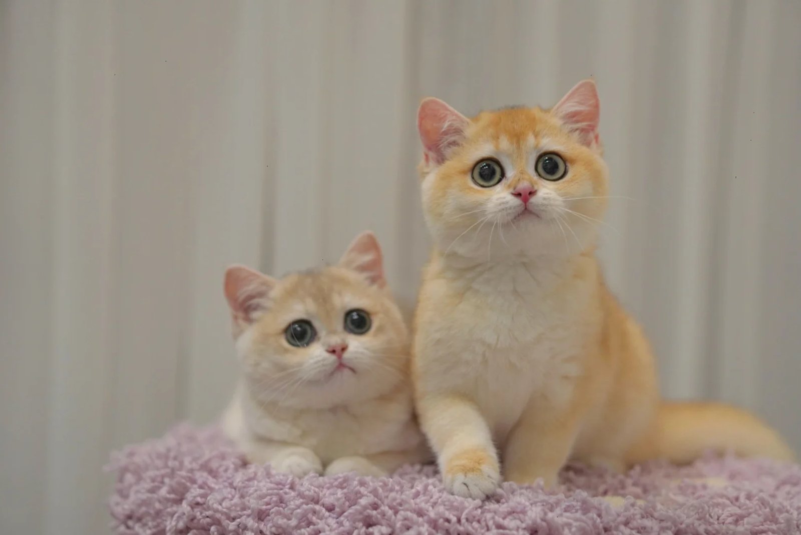 A gentle giant with a loving heart