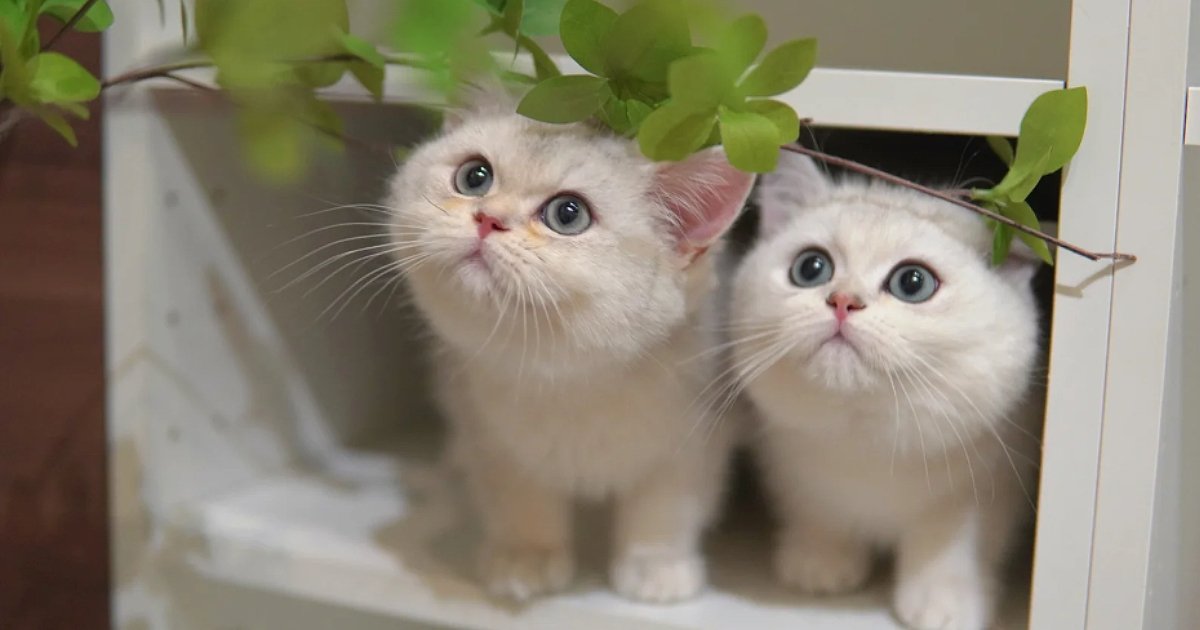 British Shorthair Myths Even Cat Lovers Still Believe