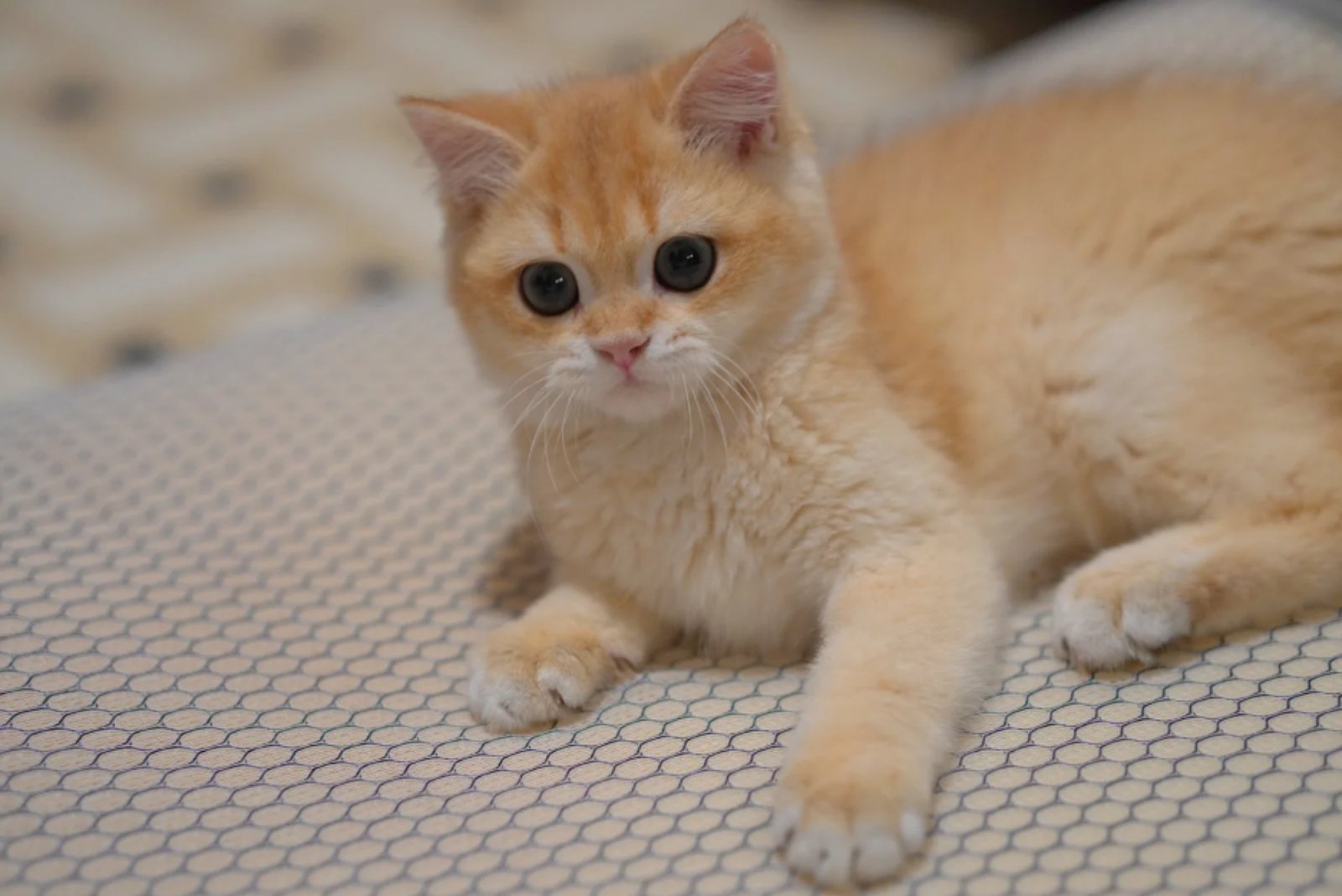British shorthairs don’t get along with other pets