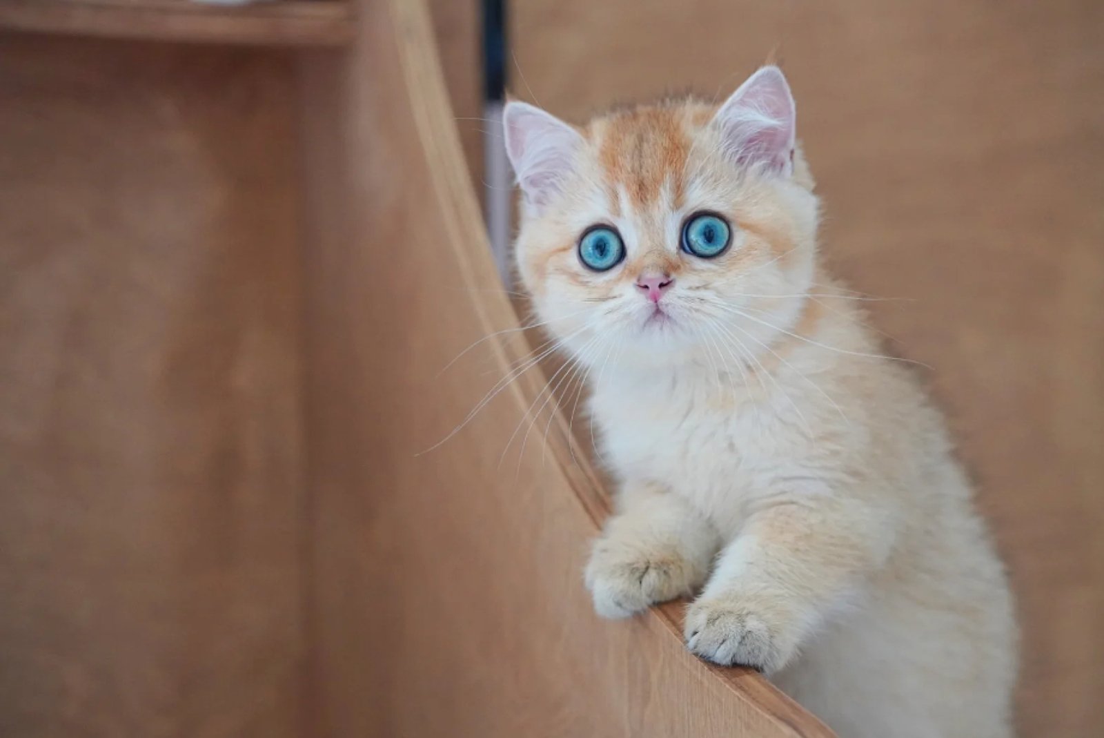 British shorthairs don’t need much grooming