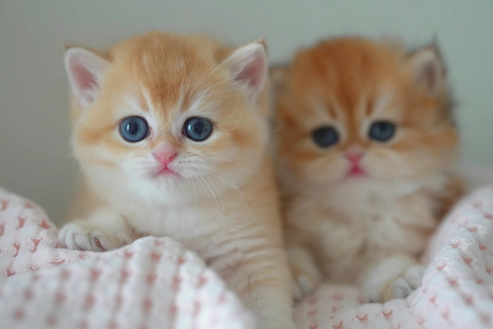 Easy grooming for a plush companion