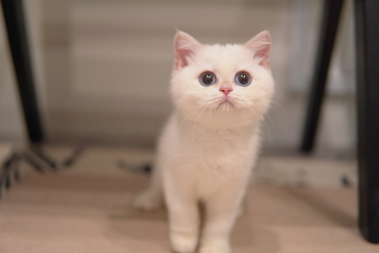 Golden point British Shorthair kitten with a pale body and blue eyes - Ximeow Cattery Singapore