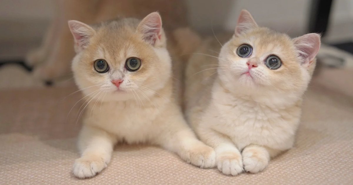 Why British Shorthairs Are Known for Their Teddy Bear Charm