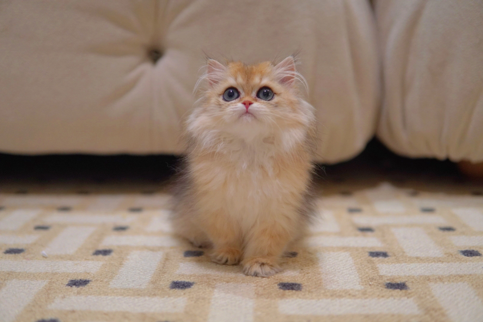 White British Longhair with a dense semi-long coat that needs regular brushing - Ximeow Cattery Singapore