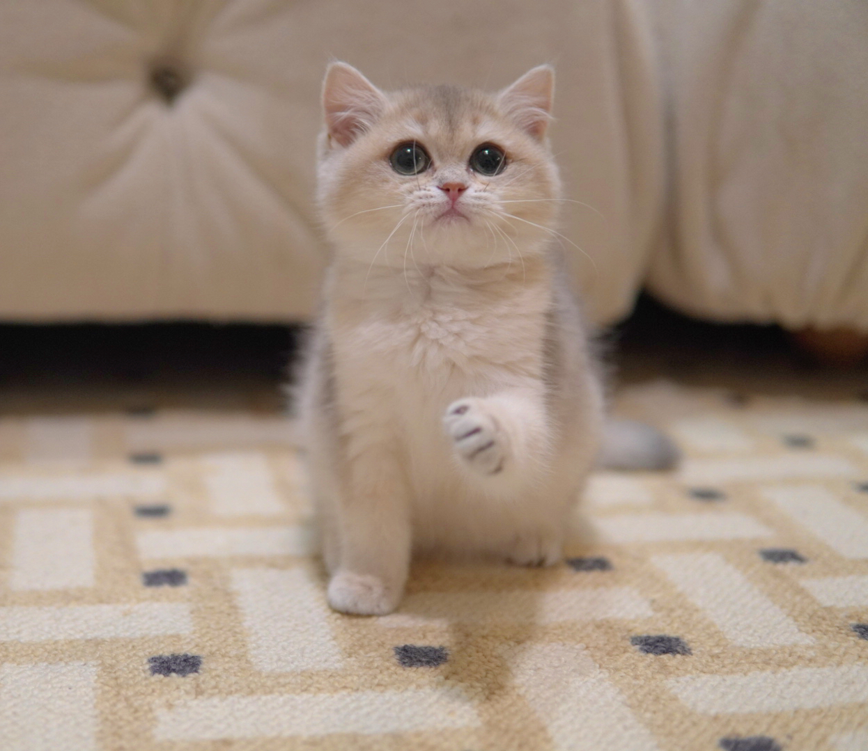 British Shorthair cat