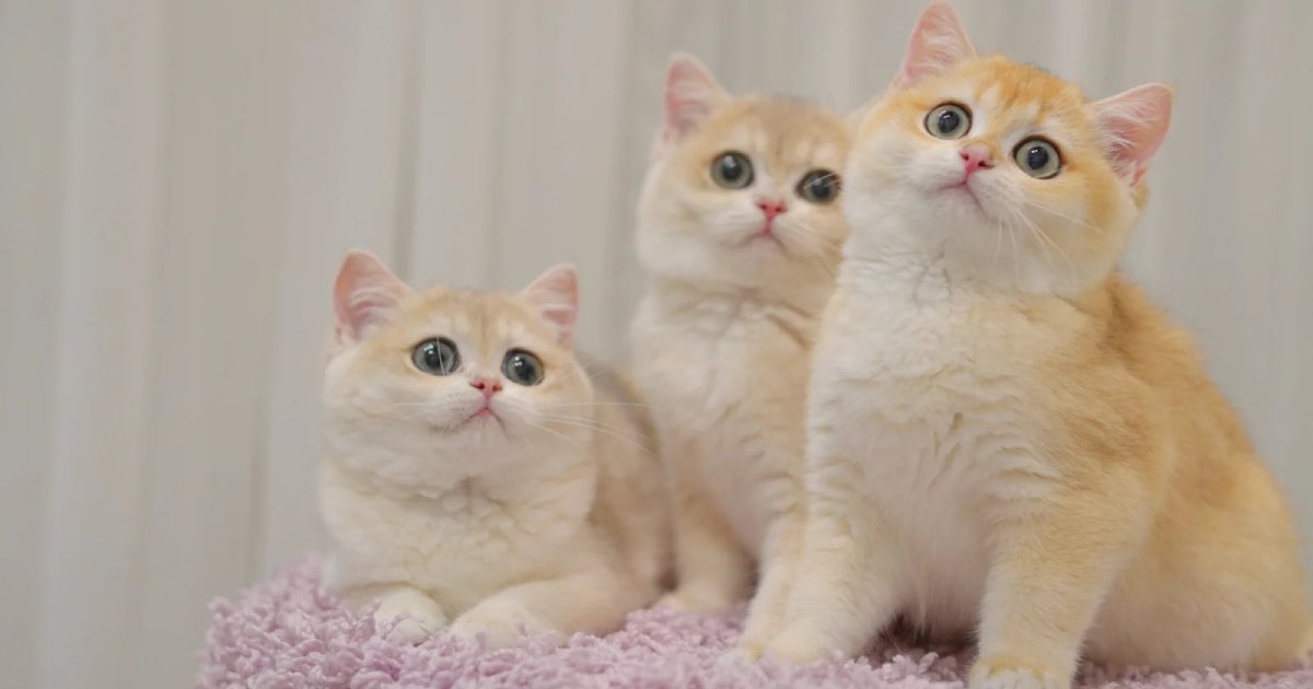 British Shorthair Vs Ragdoll: Which Cat Suits Your Lifestyle?