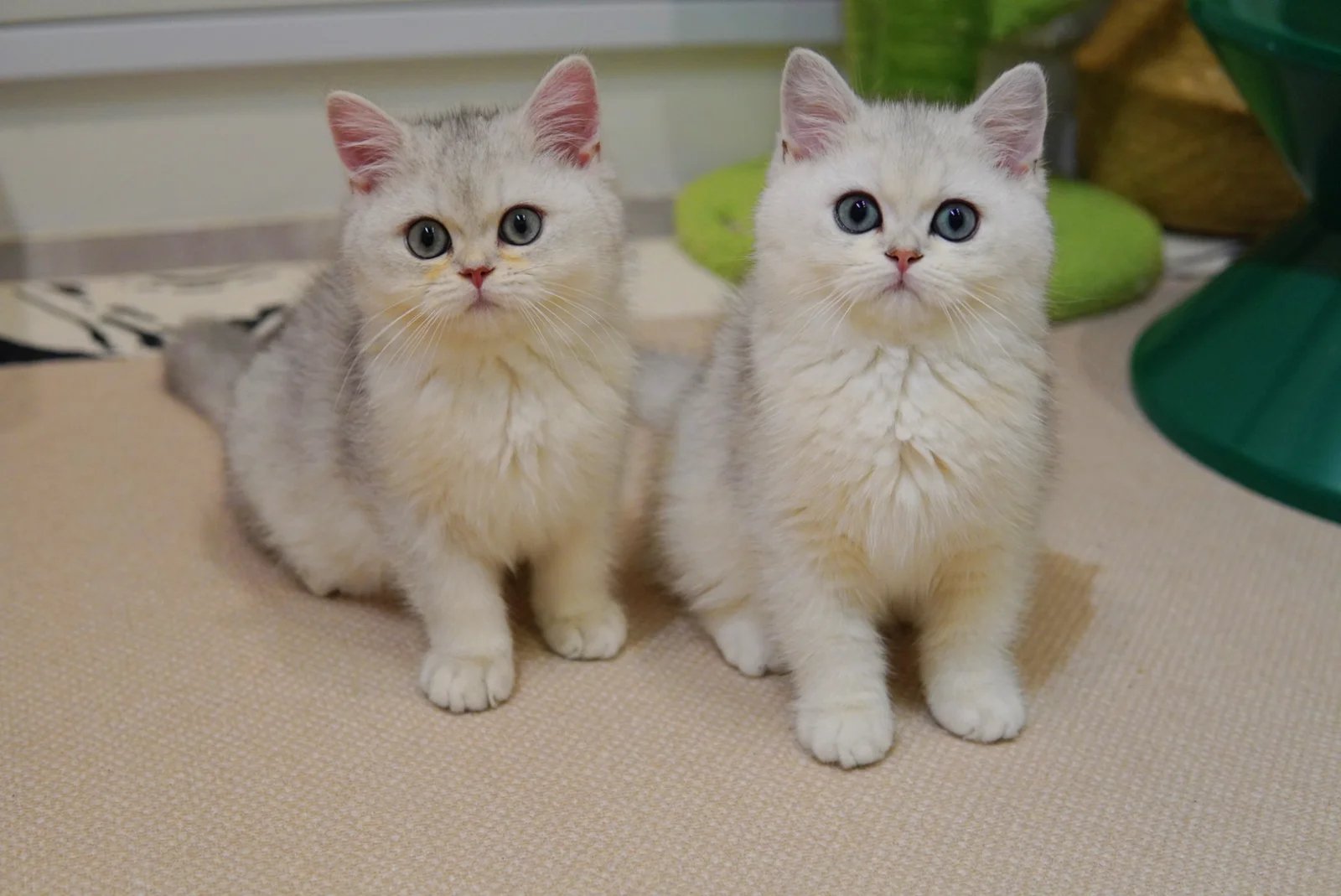 Energy Levels And Activity Needs