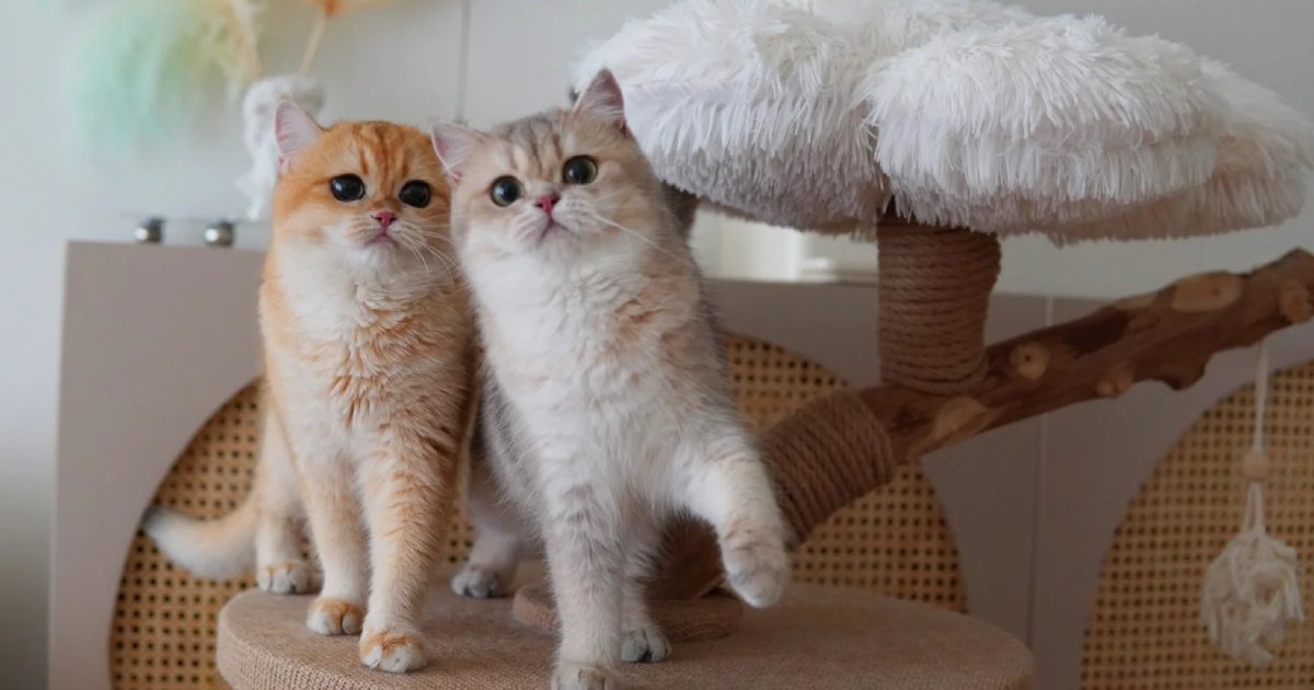 Two British Shorthair kittens, one orange and one gray, playfully standing on a cat tree, showcasing their adorable features and playful nature, relevant to cat care and breed information.