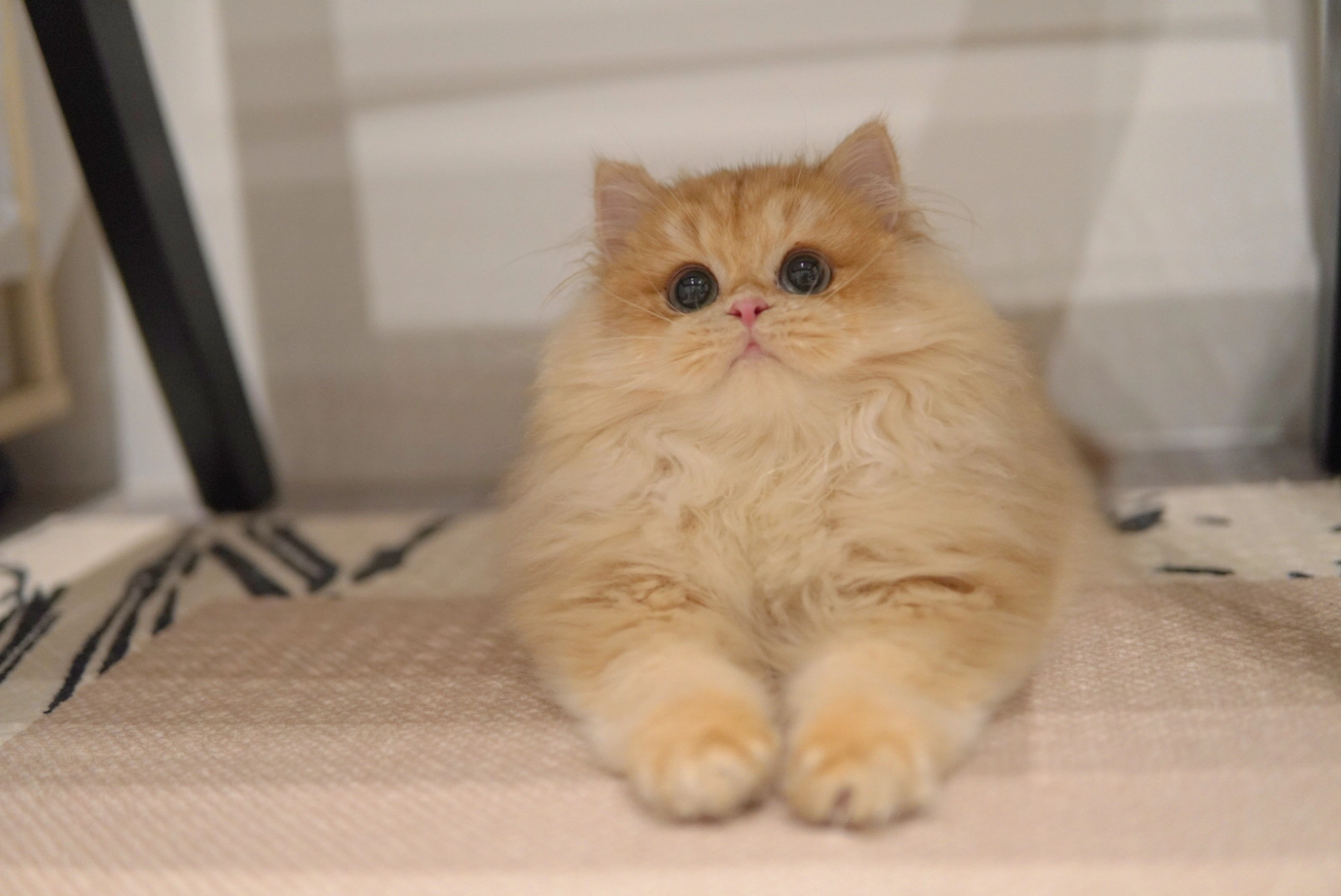 British Longhair cat lying calmly on the floor near its owner - Ximeow Cattery Singapore