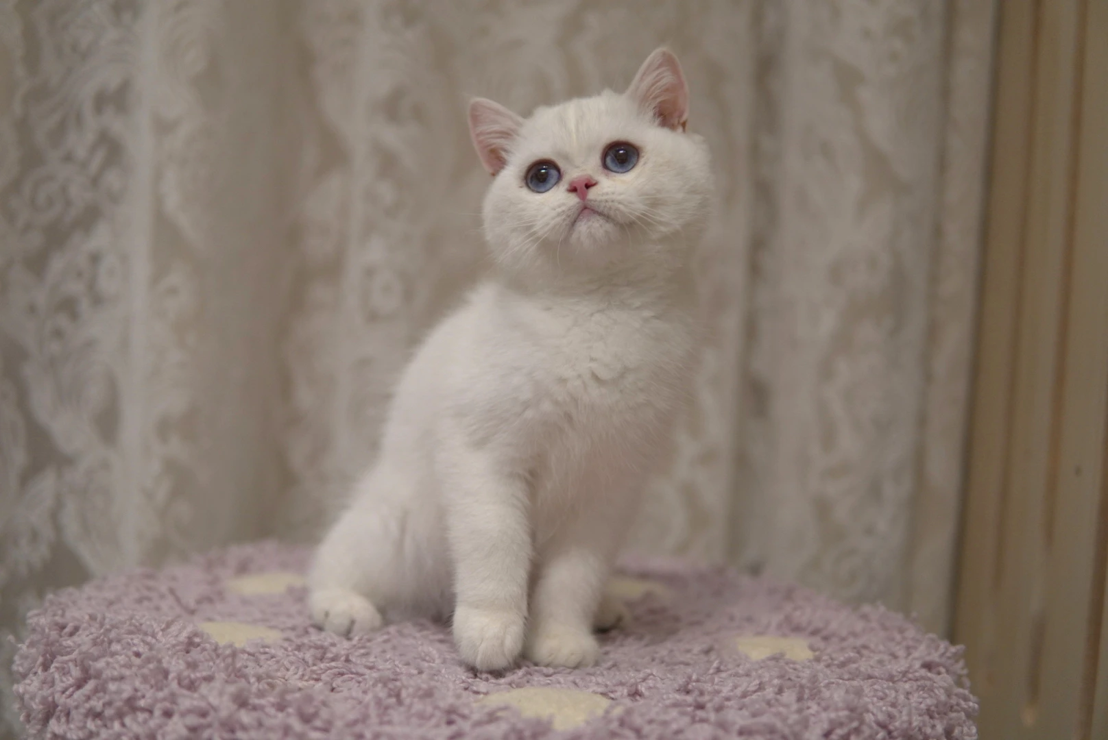 White British Shorthair kitten with blue eyes - Ximeow Cattery Singapore