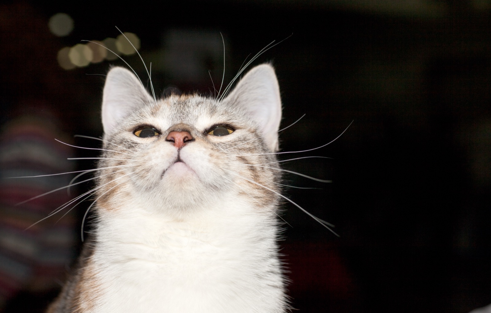 A Munchkin cat bunting - Ximeow Cattery Singapore