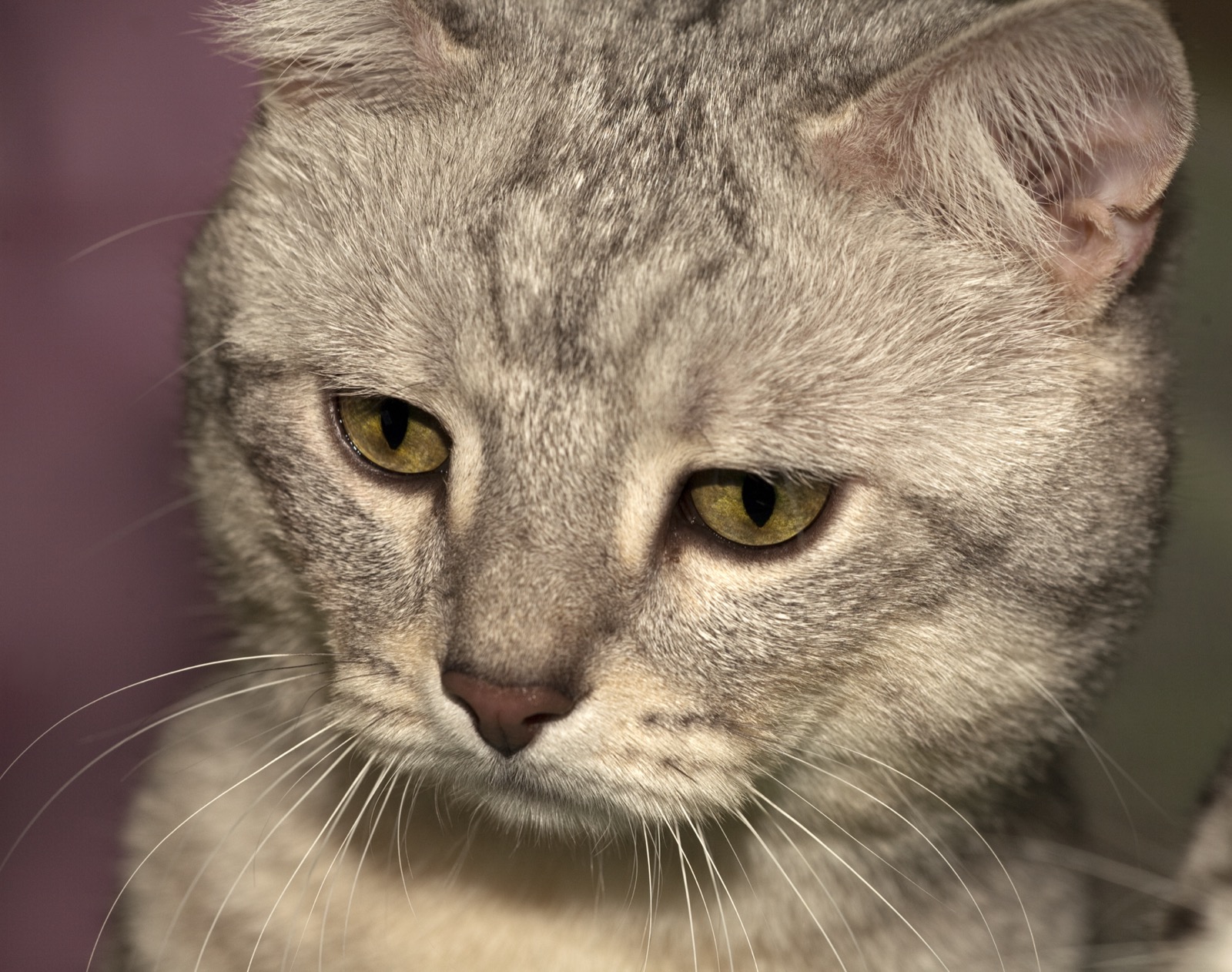 A Munchkin cat self-grooming - Ximeow Cattery Singapore
