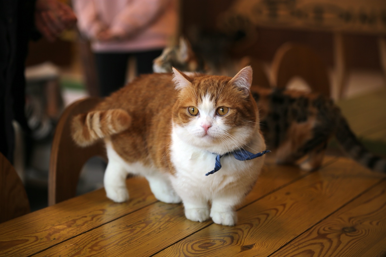 Munchkin kitten mid-play - Ximeow Cattery Singapore