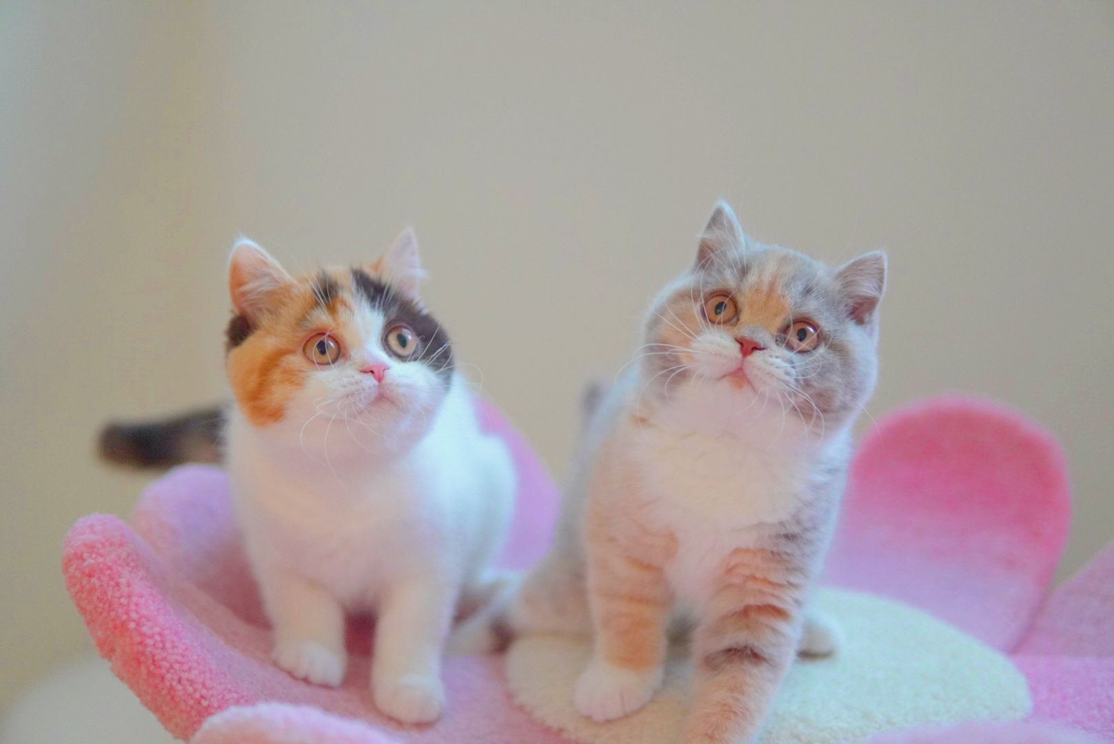 Two British Shorthair kittens calico and lilac sitting together - Ximeow Cattery Singapore