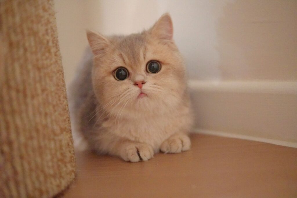 Cream British Shorthair kitten with copper eyes - Ximeow Cattery Singapore