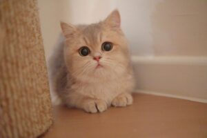 Cream British Shorthair kitten with copper eyes - Ximeow Cattery Singapore