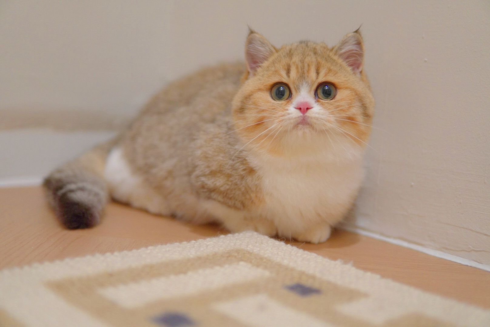 Adult golden British Shorthair resting in a Singapore home - Ximeow Cattery