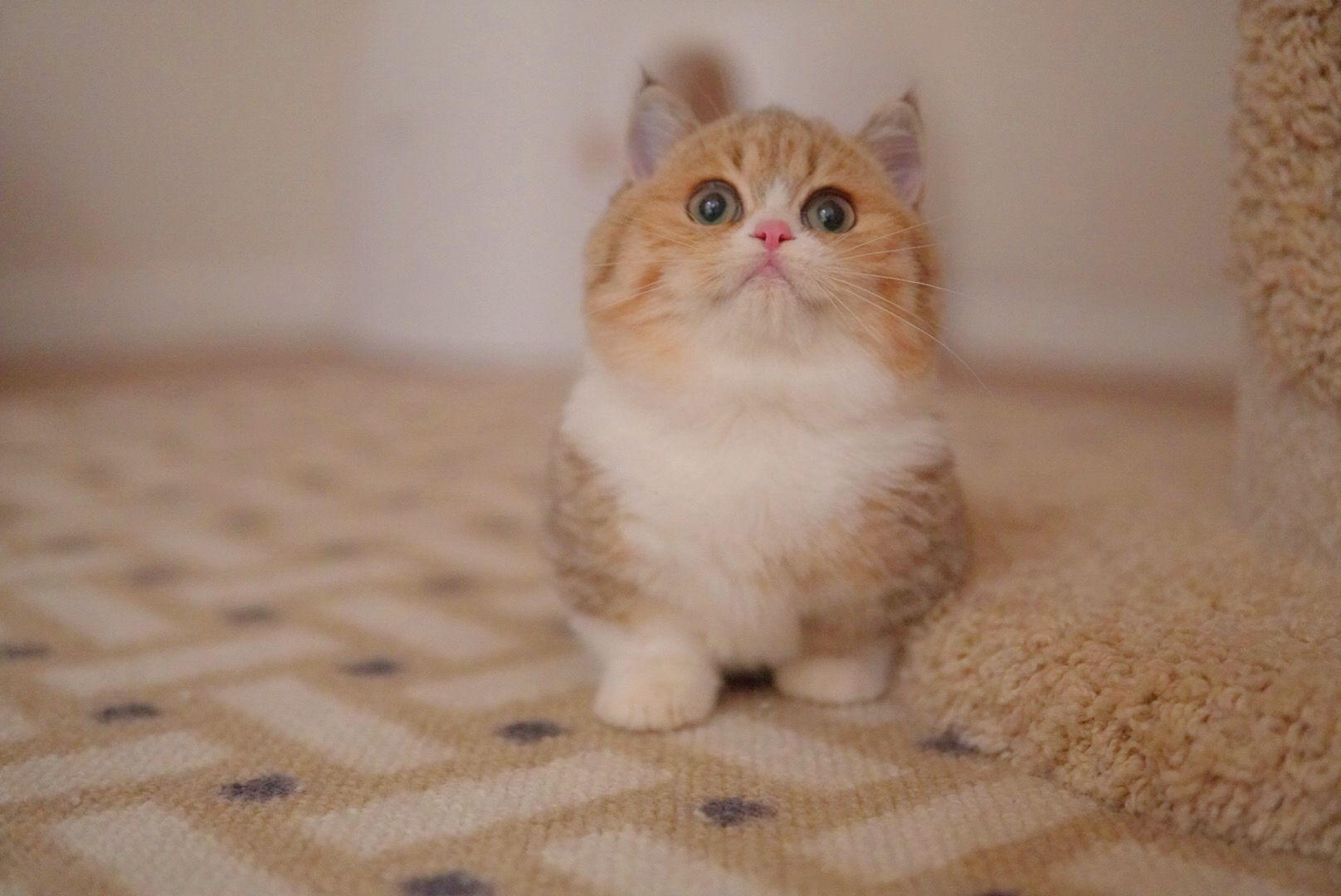 Curious golden British Shorthair kitten looking up - Ximeow Cattery Singapore
